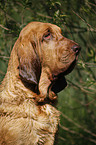 Bloodhound Portrait