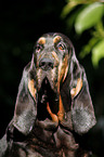 Bloodhound Portrait