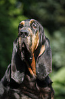 Bloodhound Portrait