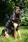 sitting Bloodhound