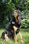 sitting Bloodhound