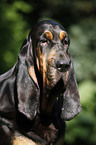 Bloodhound Portrait