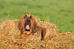 lying Bloodhound