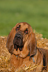 Bloodhound Portrait