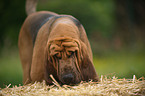 Bloodhound