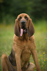 sitting Bloodhound