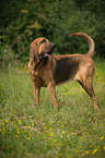 Bloodhound