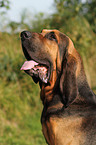 Bloodhound Portrait