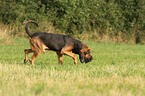 walking Bloodhound