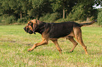 walking Bloodhound