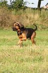 walking Bloodhound