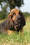 lying Bloodhound