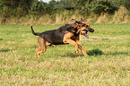 running Bloodhound