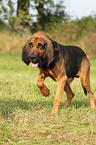 Bloodhound