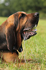 lying Bloodhound