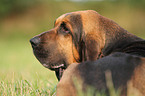 Bloodhound Portrait