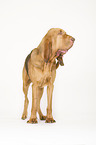 standing Bloodhound