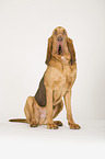 sitting Bloodhound