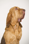 Bloodhound Portrait