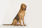 sitting Bloodhound