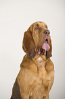 Bloodhound Portrait