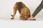 Bloodhound shows trick