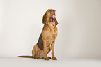 sitting Bloodhound