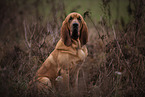 Bloodhound