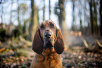 Bloodhound