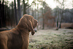 Bloodhound
