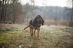 Bloodhound