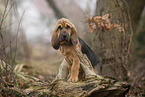Bloodhound puppy