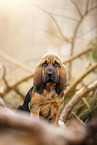 Bloodhound puppy