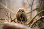Bloodhound puppy