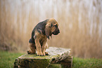 Bloodhound puppy