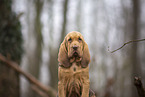 Bloodhound puppy