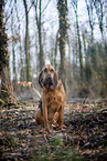 Bloodhound