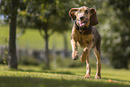 Bloodhound