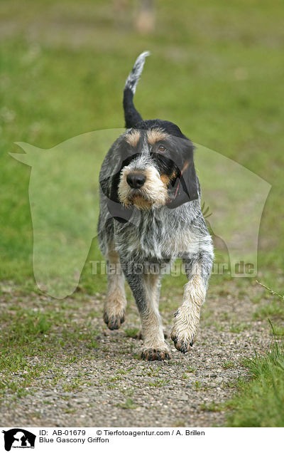 Griffon bleu de Gascogne / Blue Gascony Griffon / AB-01679