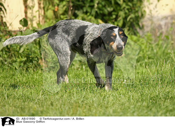 Griffon bleu de Gascogne / Blue Gascony Griffon / AB-01690