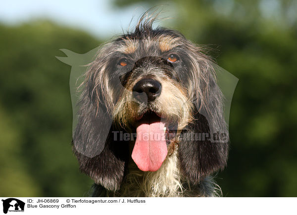 Griffon bleu de Gascogne / Blue Gascony Griffon / JH-06869