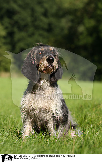 Griffon bleu de Gascogne / Blue Gascony Griffon / JH-06878