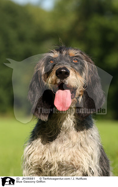 Blue Gascony Griffon / JH-06881