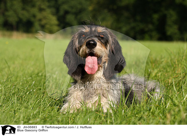 Griffon bleu de Gascogne / Blue Gascony Griffon / JH-06883