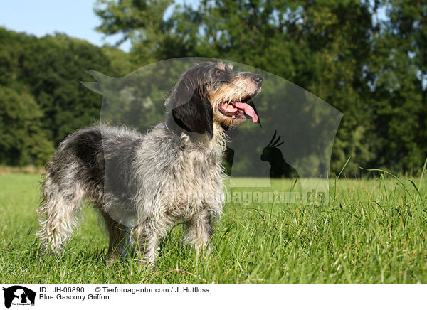 Griffon bleu de Gascogne / Blue Gascony Griffon / JH-06890