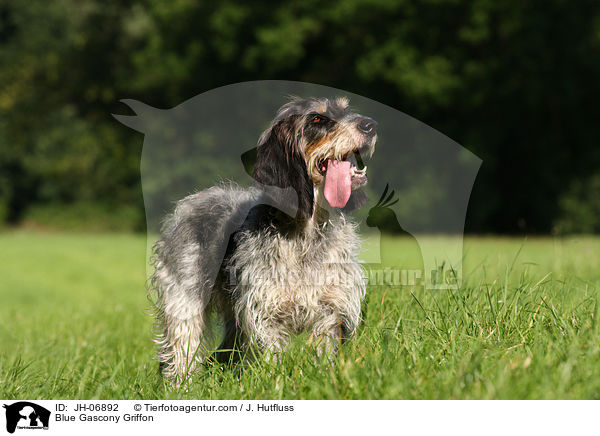 Griffon bleu de Gascogne / Blue Gascony Griffon / JH-06892