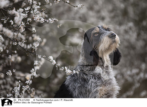 Griffon bleu de Gascogne Portrait / Griffon bleu de Gascogne Portrait / PK-01269