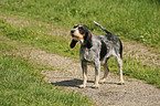 Blue Gascony Griffon