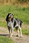 Blue Gascony Griffon