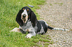 Blue Gascony Griffon